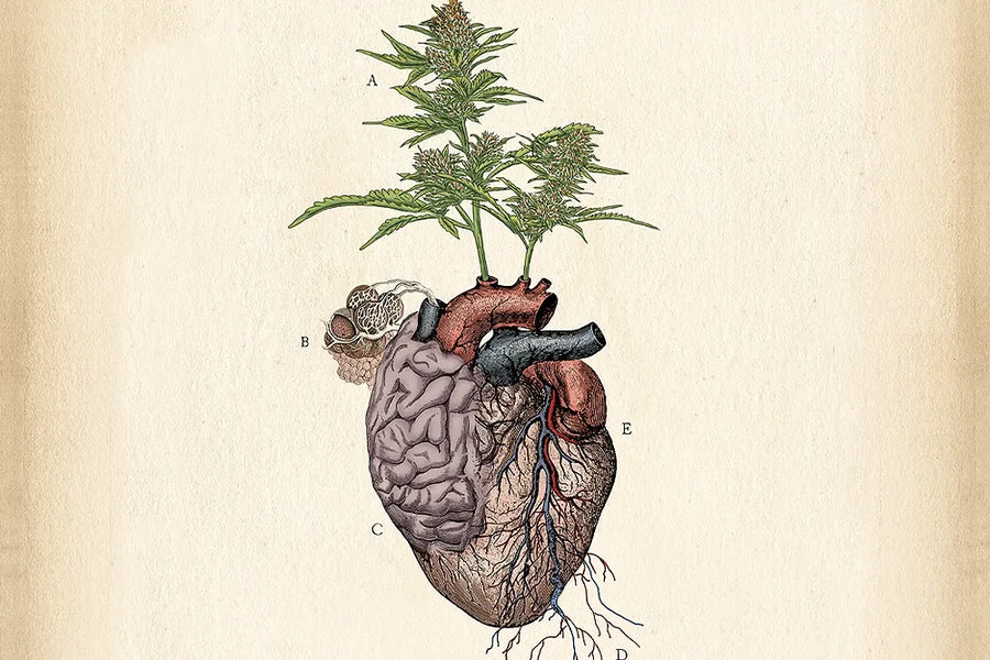 Lauren Trangmar's illustration combines a human heart, brain and cannabis plant.