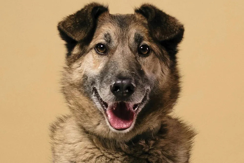 A close crop of the brown dog's face for Goodwill.