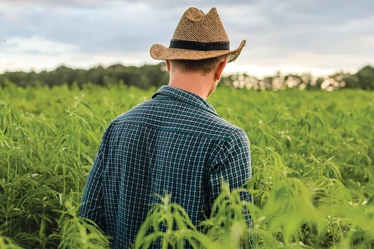 A close crop of a person in a straw hat looking across a cannabis field.
