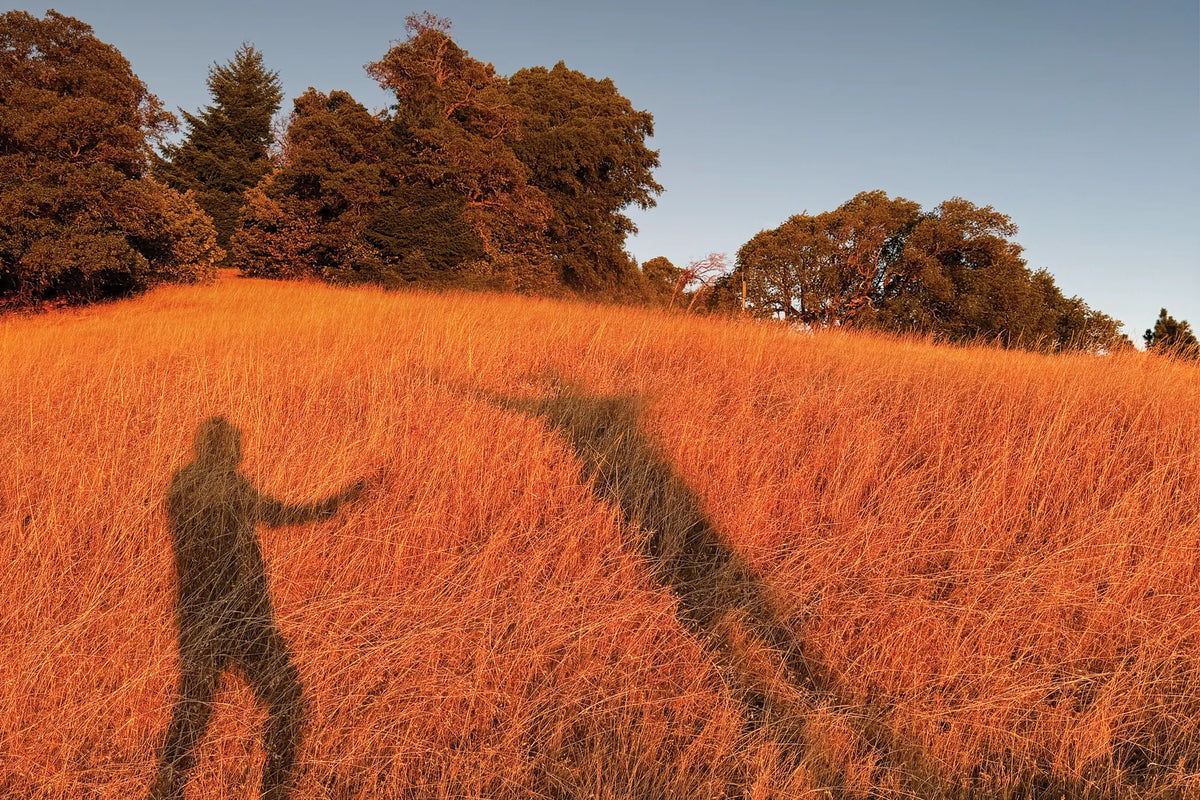 Two long shadows stretch across a golden field at sunset in Mendocino County.
