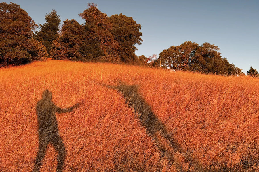 Two long shadows stretch across a golden field at sunset in Mendocino County.