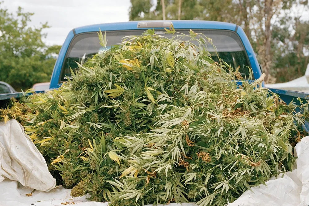 Freshly cut cannabis branches fill the bed of a blue pickup truck.