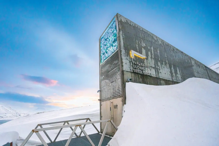 The angular entrance to the Svalbard Global Seed Vault surrounded by snow.