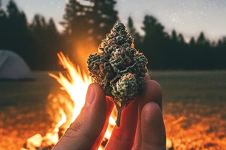 A close crop of a hand holding cannabis beside an illustrated campfire.
