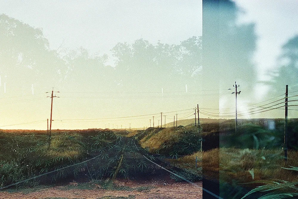 Story artwork: A cropped double exposure of rural railway tracks and trees at sunset.