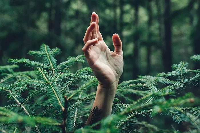 A hand rises above fern-like foliage in a forest.