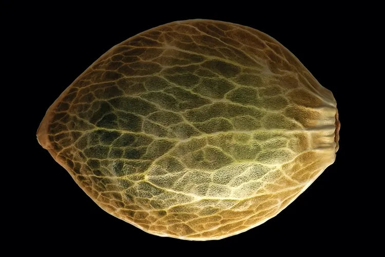 A close crop of a cannabis seed's golden patterned surface.